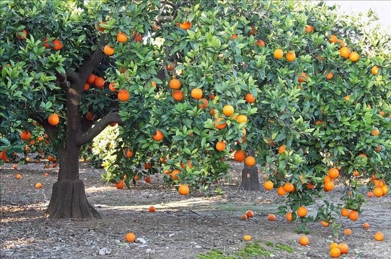 Выращивают апельсиновое дерево из косточки здорового плода